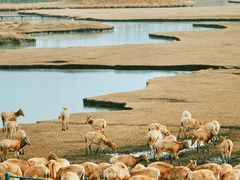 -溱湖国家湿地公园