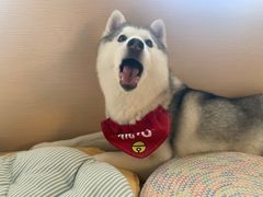 -Husky Go! 哈士奇体验馆·宠物咖啡厅狗咖