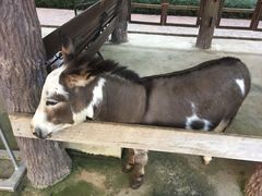 -清迈夜间动物园