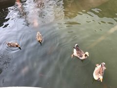 -芭东小镇温泉