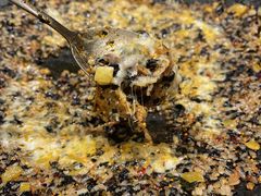 -春熙台韩国料理·章鱼肥牛(西丽店)