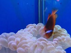-海合安武汉极地海洋公园