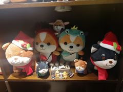-逗柴咖啡屋·狗咖猫咖宠物桌游