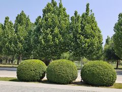 -武清南湖绿博园