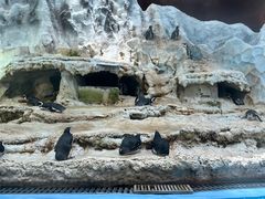 -帝企鹅自助餐厅•儿童岛•真企鹅(长隆企鹅酒店)