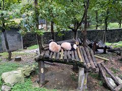 -都江堰中华大熊猫苑