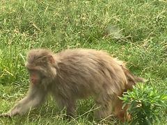 -合肥野生动物园
