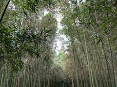 -同里国家湿地公园