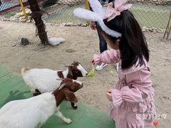 -合肥滨湖国家森林公园