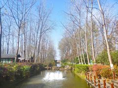 -合肥滨湖国家森林公园