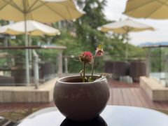 -逸廊大堂吧-下午茶·简餐-千岛湖自由洲际殿