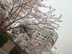 -高东镇樱花园