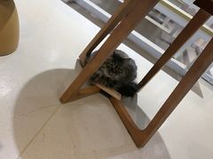 -藏猫猫咖啡主题馆(中央大道店)