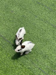 -萌宠亲子动物乐园(槐房万达店)