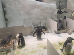 -大连圣亚海洋世界