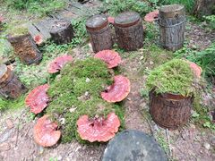 -峡谷浮石林景区