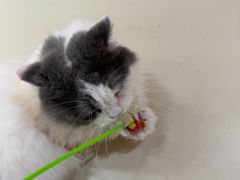 -三花喵·撸猫购宠·宠物生活馆(虹桥南丰城店)