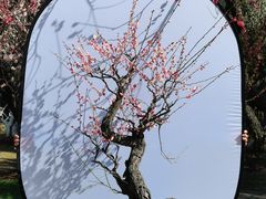 -南京古林公园