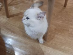 -滚猫咖啡·猫咖·猫友好撸猫(未来城店)
