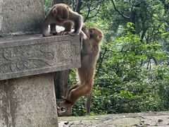 -黔灵山公园