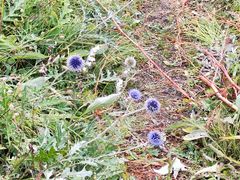 -白草畔自然风景区