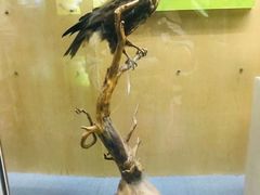 -陕西自然博物馆