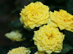 -人民公园(罗湖区)