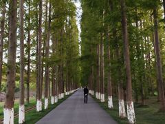 -黄海国家森林公园