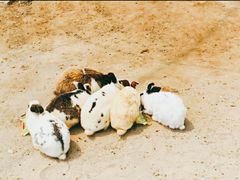 -前小桔亲子创意农场·草莓采摘·露营烧烤