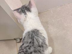 -佳雯宠物医院·皮肤科·内外科(春晓路分院)