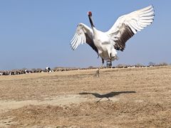-盐城丹顶鹤湿地生态旅游区