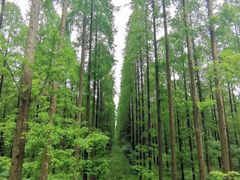 -黄海国家森林公园