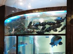 水产区-海都六福酒家(世博广场店)