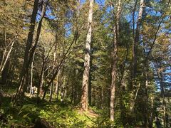 -五营红松林海景区