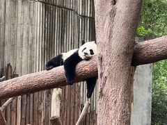 -成都大熊猫繁育研究基地