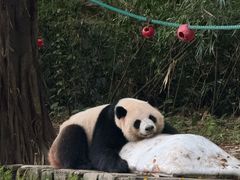 -广州长隆野生动物世界