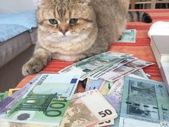 -猫大福·Fortune Cat猫舍(百子湾店)
