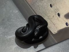 -酷以爬仙阁实体爬宠店·守宫·蜥蜴·专业繁育