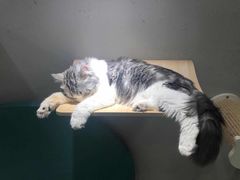 -飞行喵MR PILOT|猫舍·猫咖(静安大融城店)