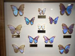 -上海昆虫博物馆