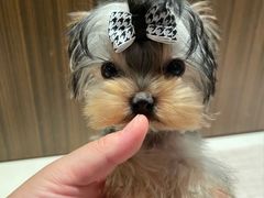 -宠爱多约克夏马尔济斯泰迪小型犬专卖