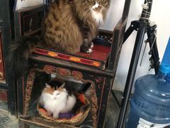 -Anne猫窝咖啡屋