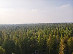 -黄海国家森林公园