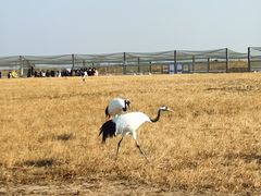-盐城丹顶鹤湿地生态旅游区