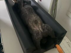 -申普宠物医院·眼科·心内科·影像科(普陀分院)