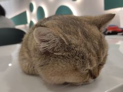 -飞行喵MR PILOT|猫舍·猫咖(静安大融城店)