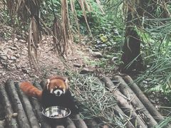 -都江堰中华大熊猫苑