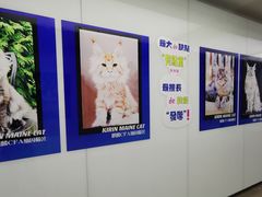 -十年猫舍·猫咪专门店(普陀店)