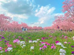 -天适樱花悠乐园