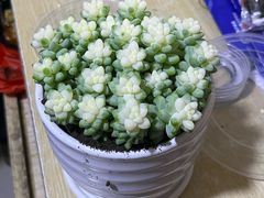 -循礼门鲜花花市(武汉循礼门店)